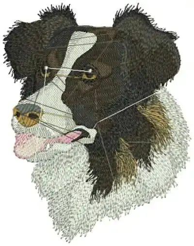 Hund_14.webp
