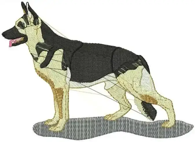 Hund_18.webp