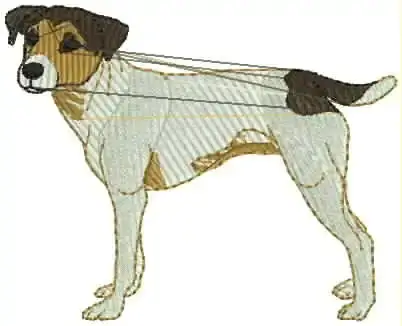 Hund_43.webp